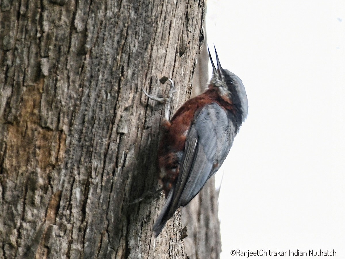 Indian Nuthatch - ML642384479