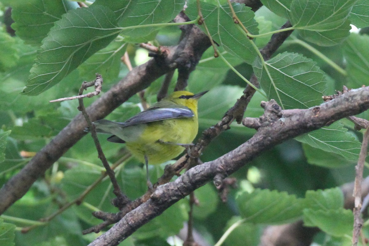 Blue-winged Warbler - ML642384486