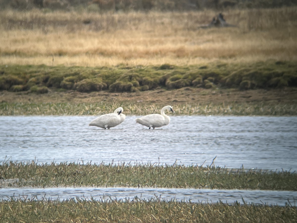 Trumpeter Swan - ML642384488