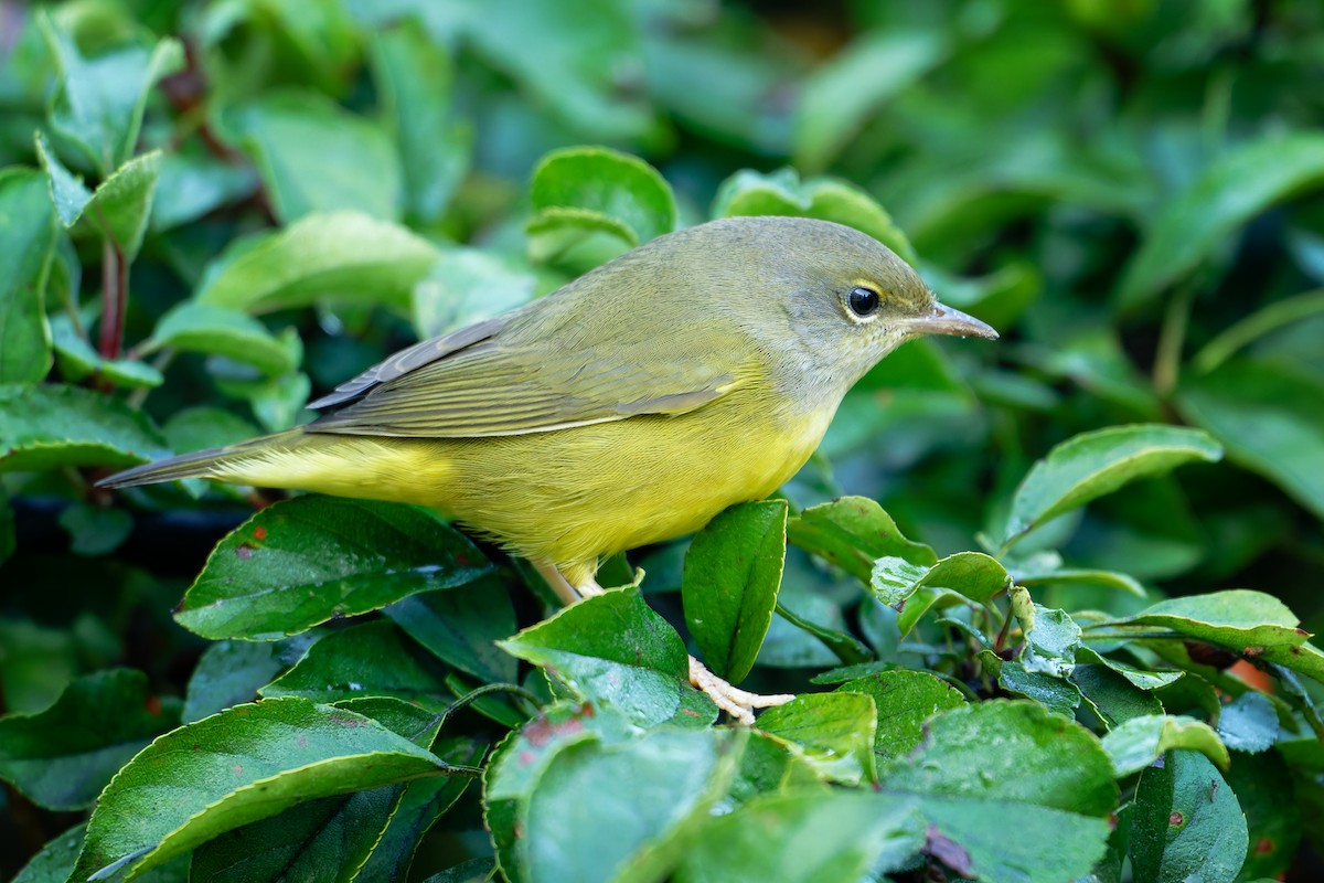 Mourning Warbler - ML642384500