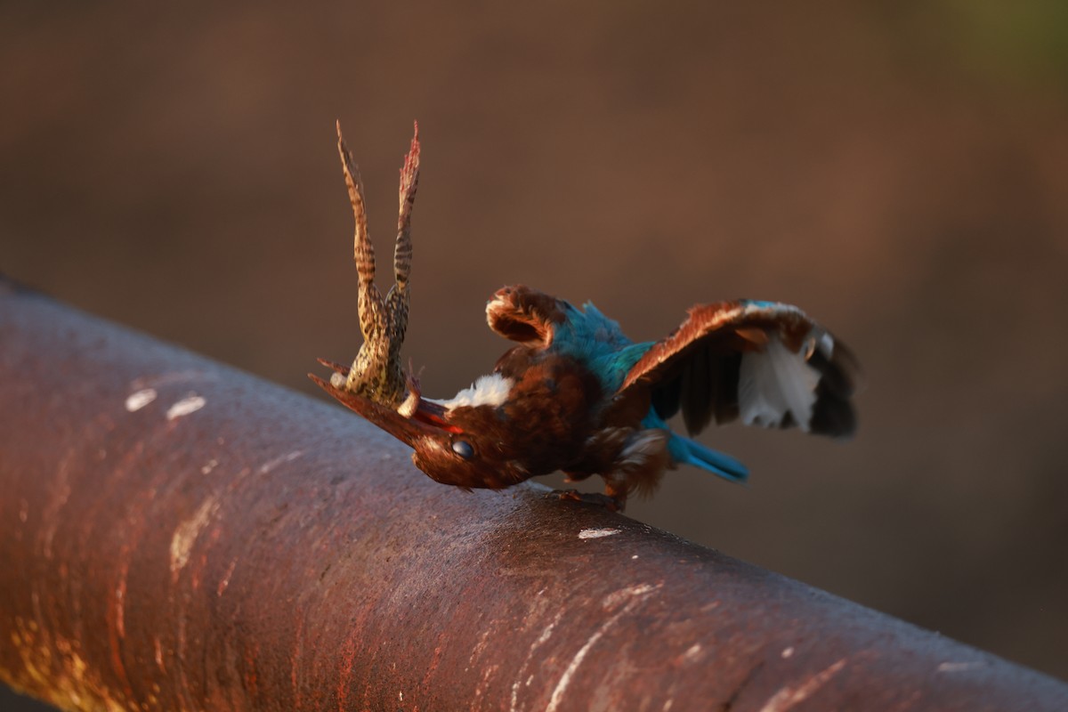 White-throated Kingfisher - ML642384504