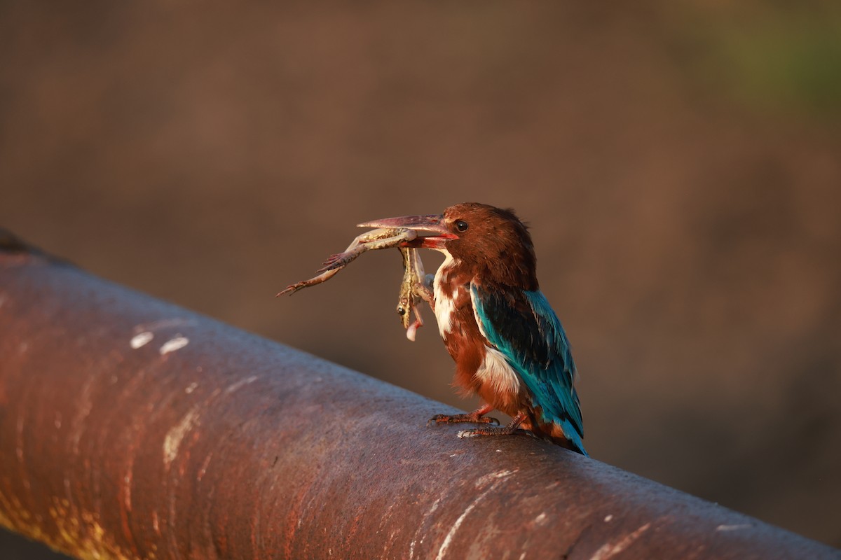 White-throated Kingfisher - ML642384505