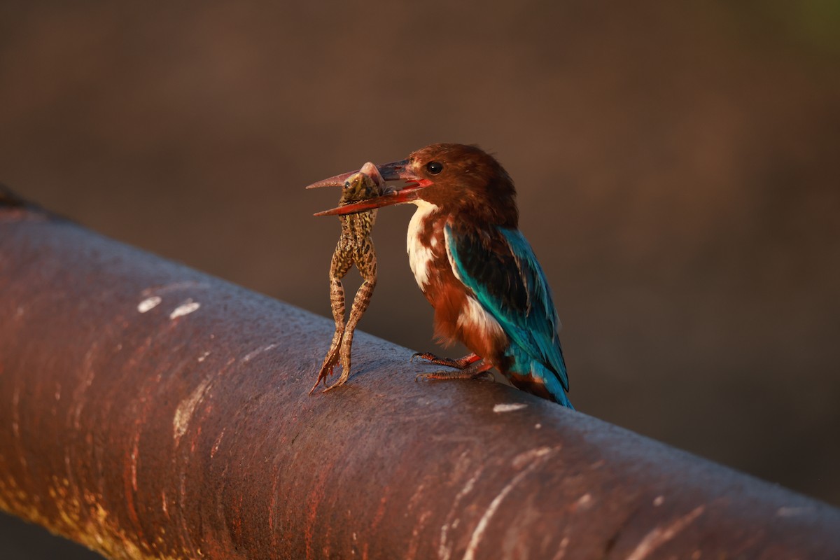 White-throated Kingfisher - ML642384506