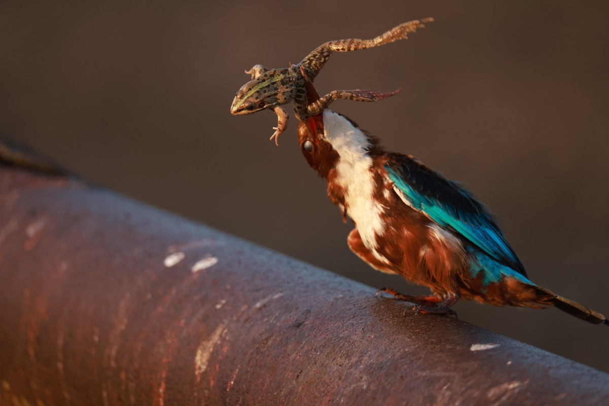 White-throated Kingfisher - ML642384507
