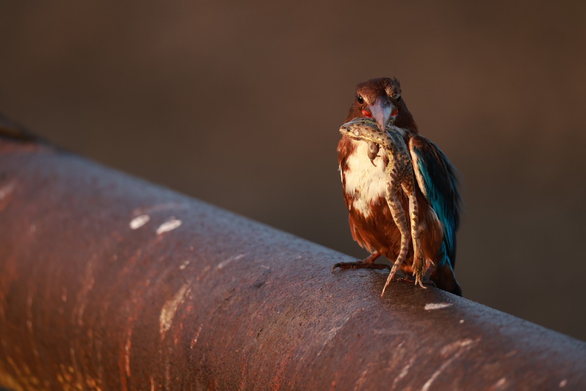 White-throated Kingfisher - ML642384508