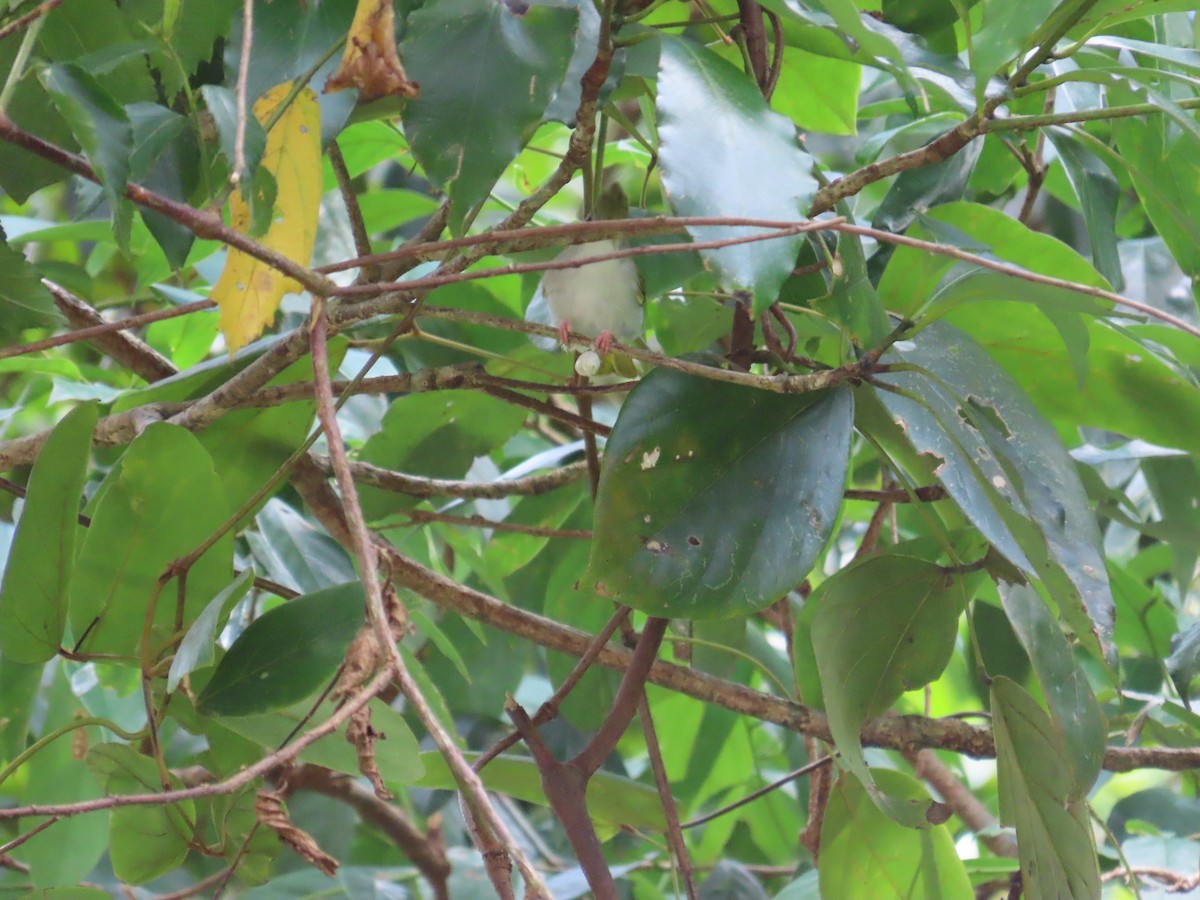 White-bellied Erpornis - ML642384517