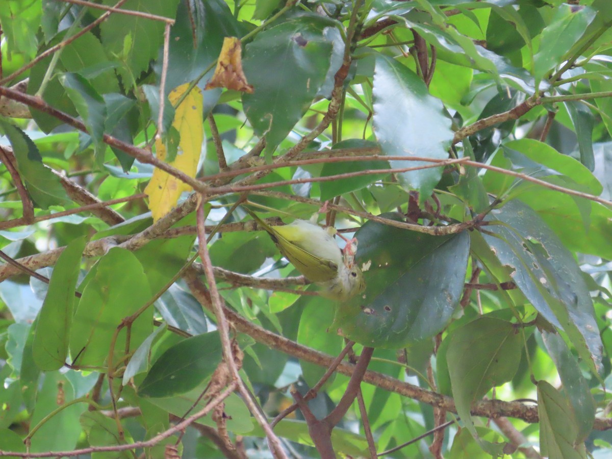 White-bellied Erpornis - ML642384518