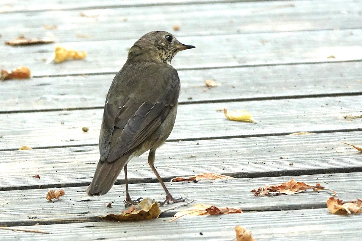Gray-cheeked Thrush - ML642384521