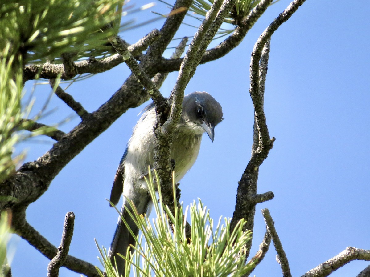 Woodhouse's Scrub-Jay (Woodhouse's) - ML642384530