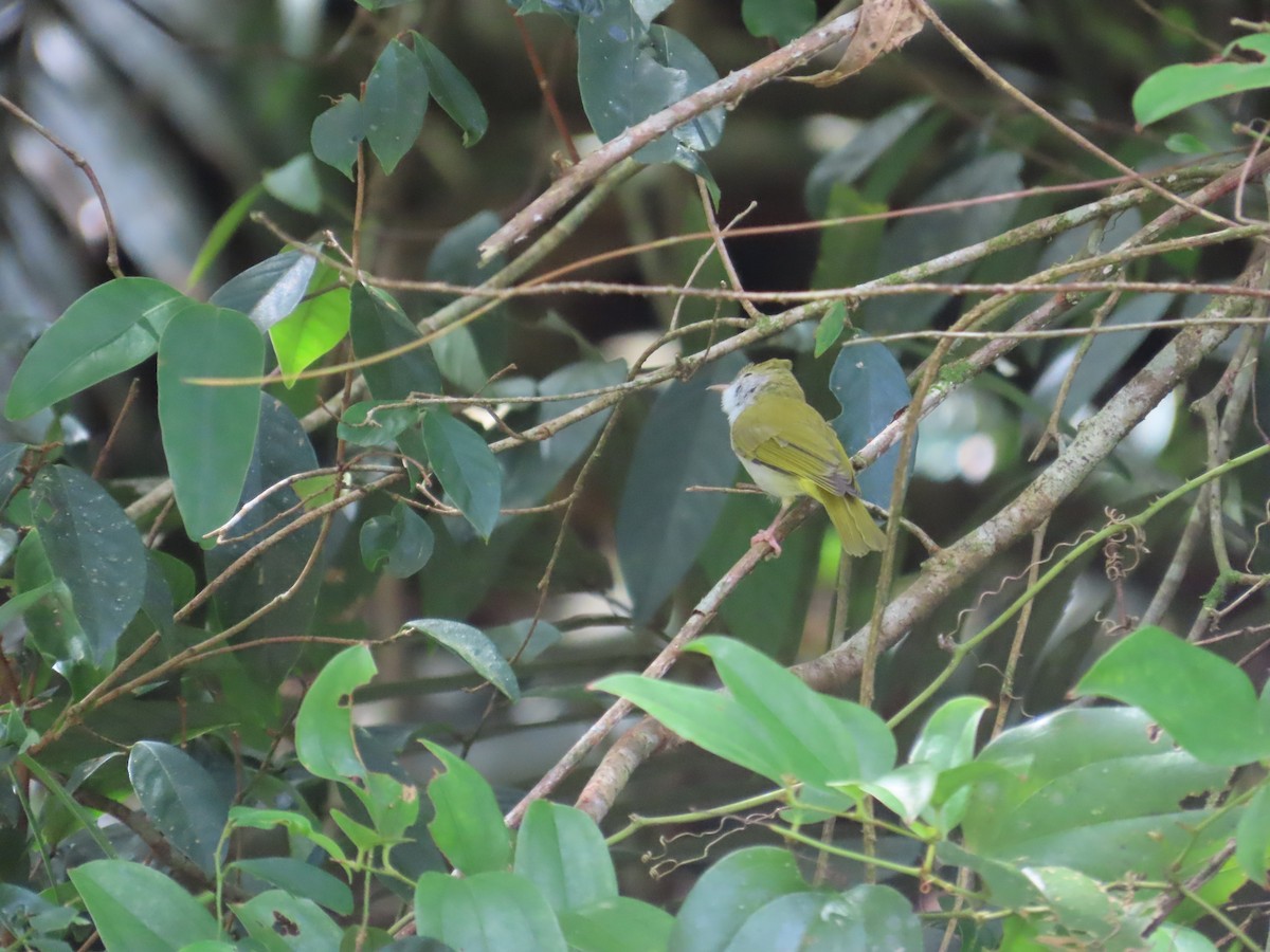 White-bellied Erpornis - ML642384537