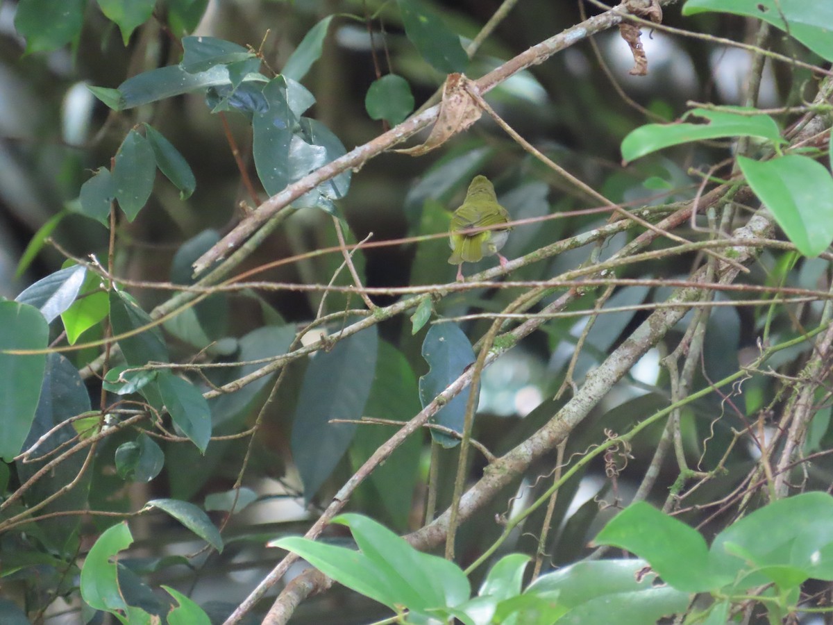 White-bellied Erpornis - ML642384538