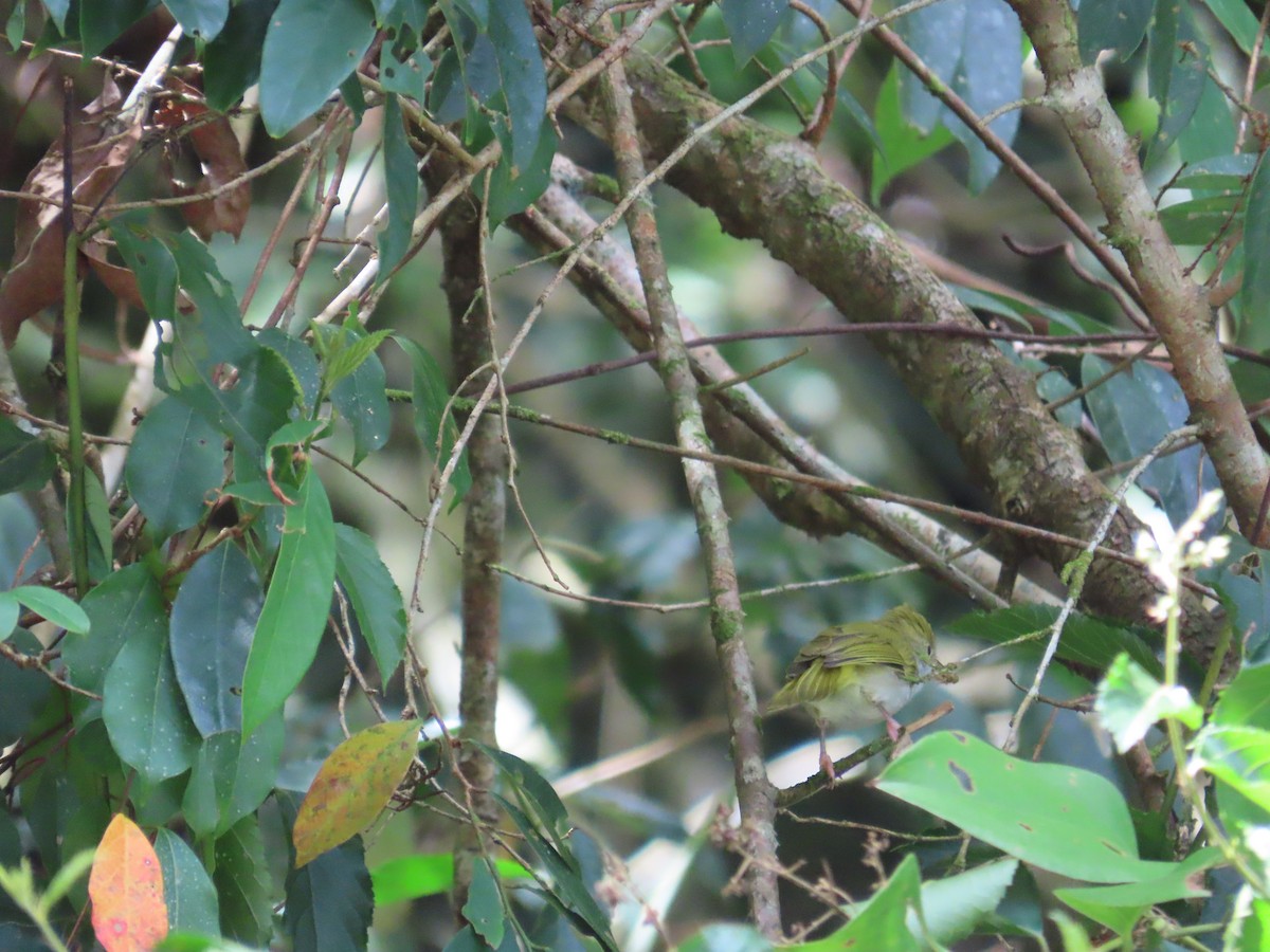 White-bellied Erpornis - ML642384539