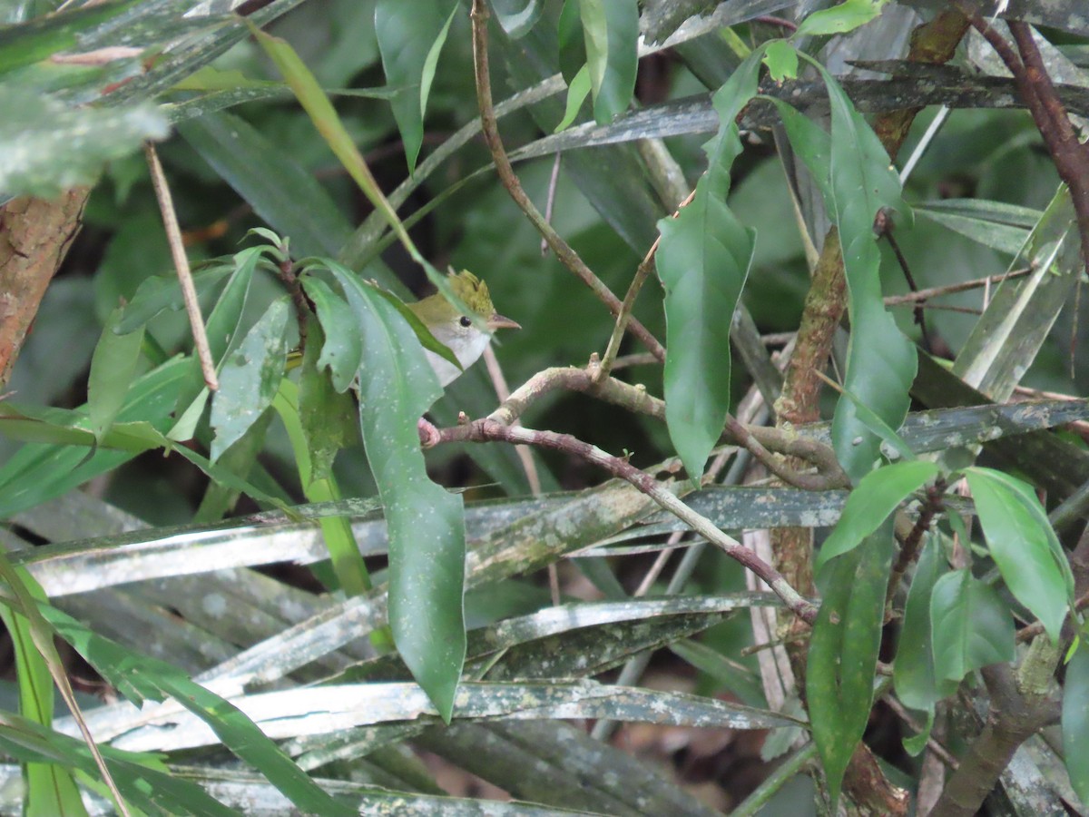 White-bellied Erpornis - ML642384542