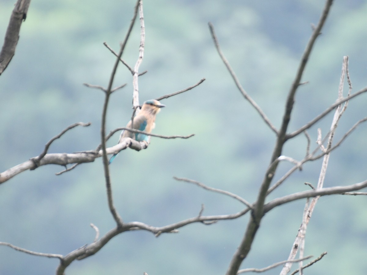 Indian Roller - ML642384544