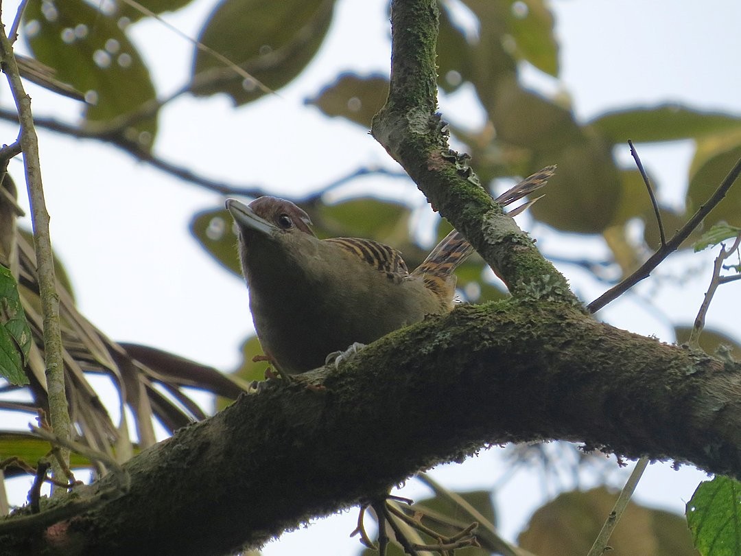 Giant Antshrike - ML642384545