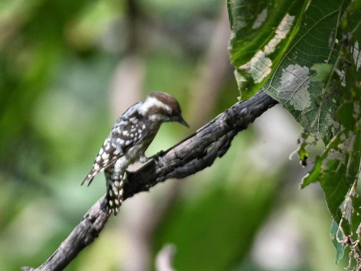 Brown-capped Pygmy Woodpecker - ML642384552