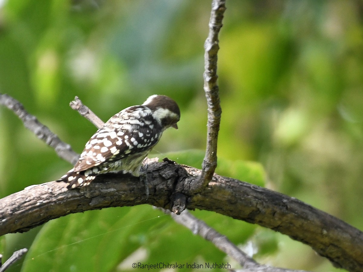 Brown-capped Pygmy Woodpecker - ML642384553
