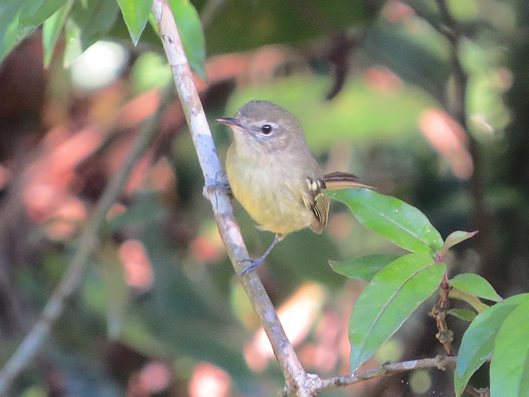 Mottle-cheeked Tyrannulet - ML642384555