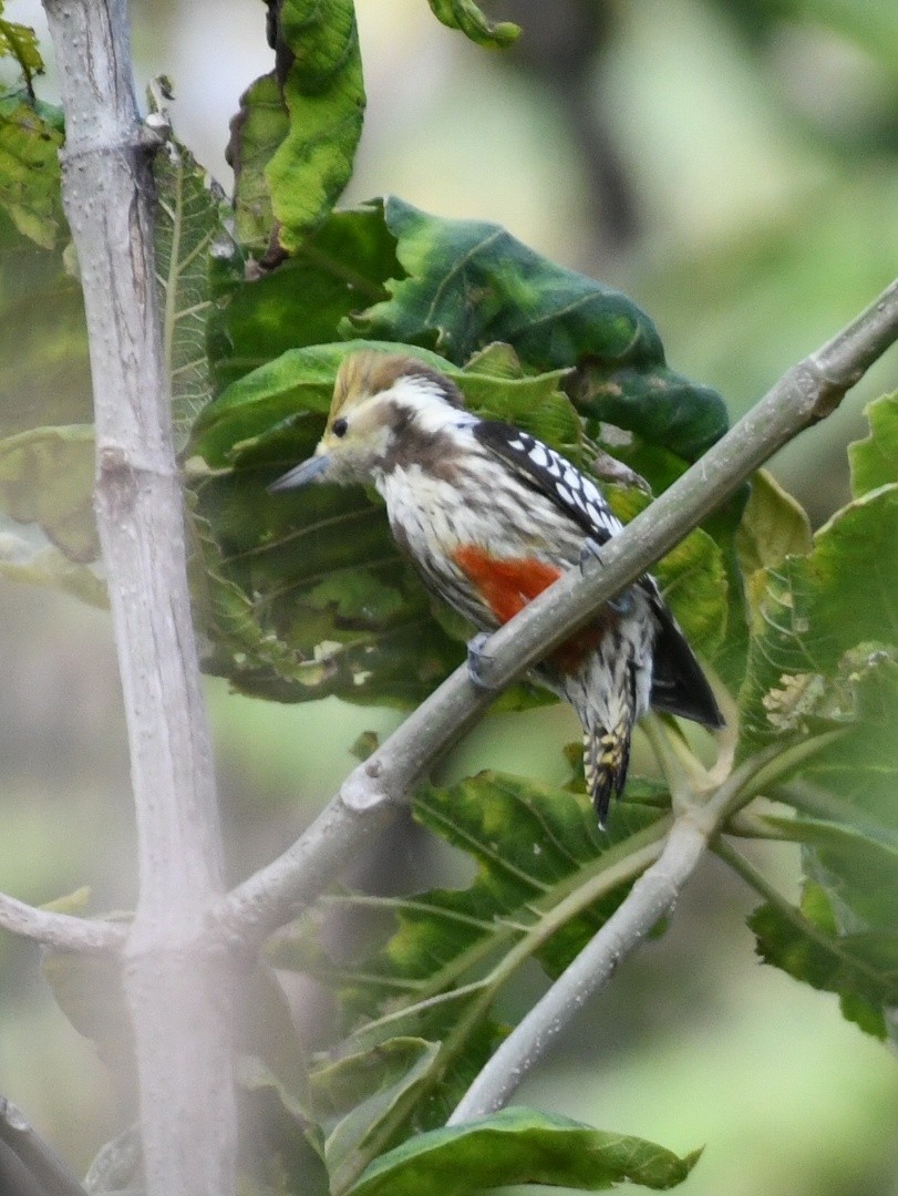 Yellow-crowned Woodpecker - ML642384556