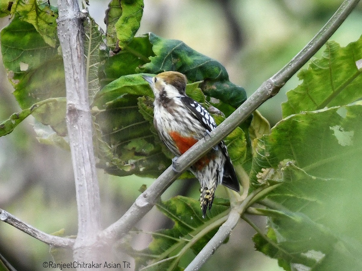 Yellow-crowned Woodpecker - ML642384557