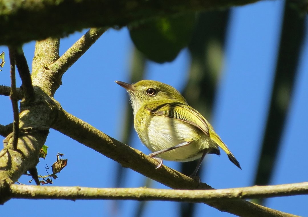 Hangnest Tody-Tyrant - ML642384559