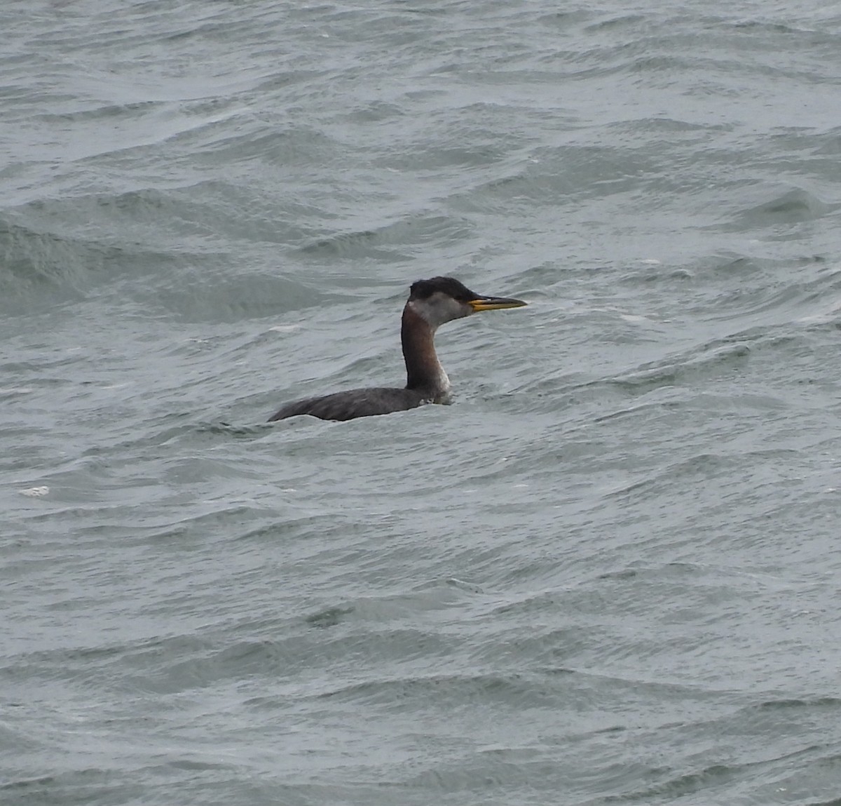 Red-necked Grebe - ML642384566