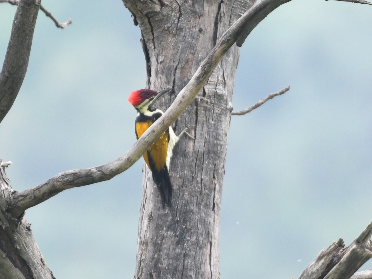 Black-rumped Flameback - ML642384568