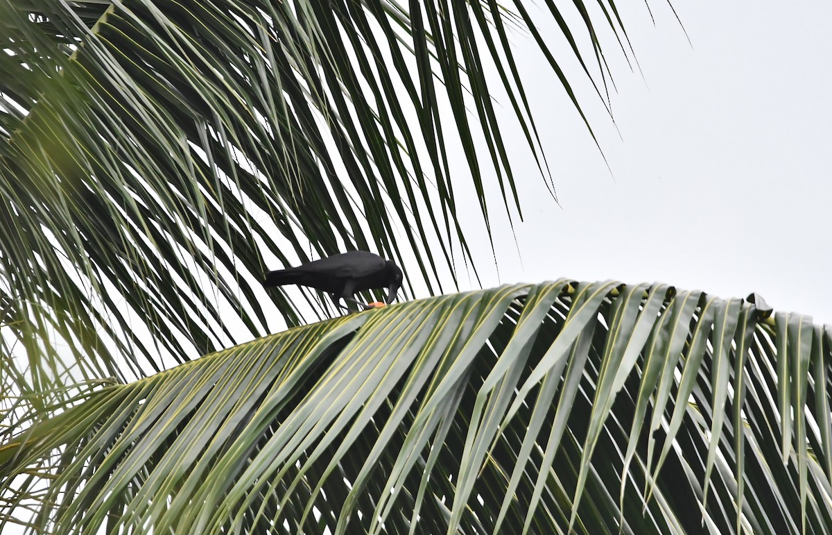 Sulawesi Crow - ML642384573