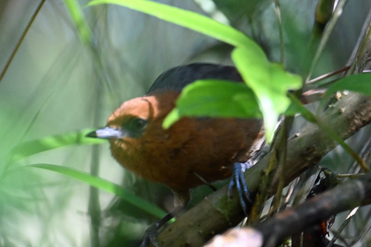 Synallaxe de Santa Marta - ML642384577