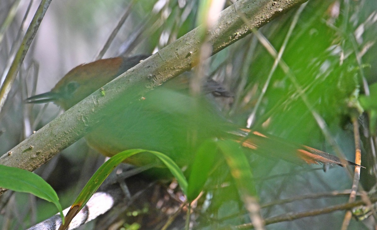 Synallaxe de Santa Marta - ML642384578