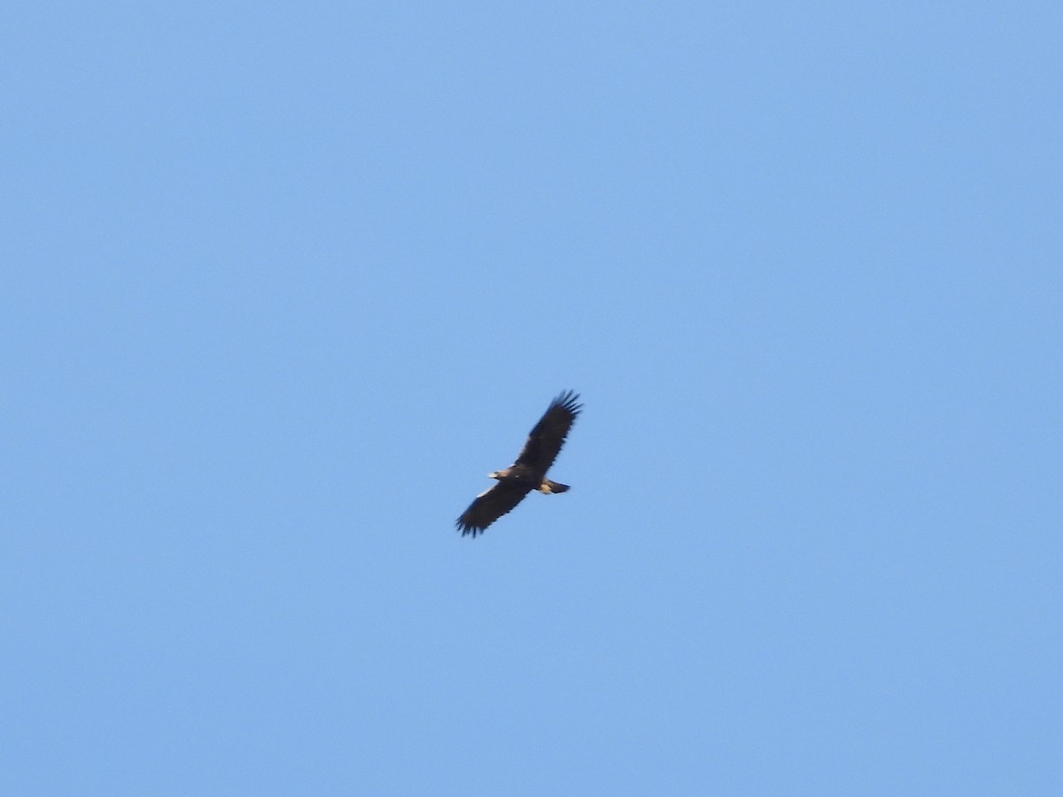 Águila Imperial Ibérica - ML642384579
