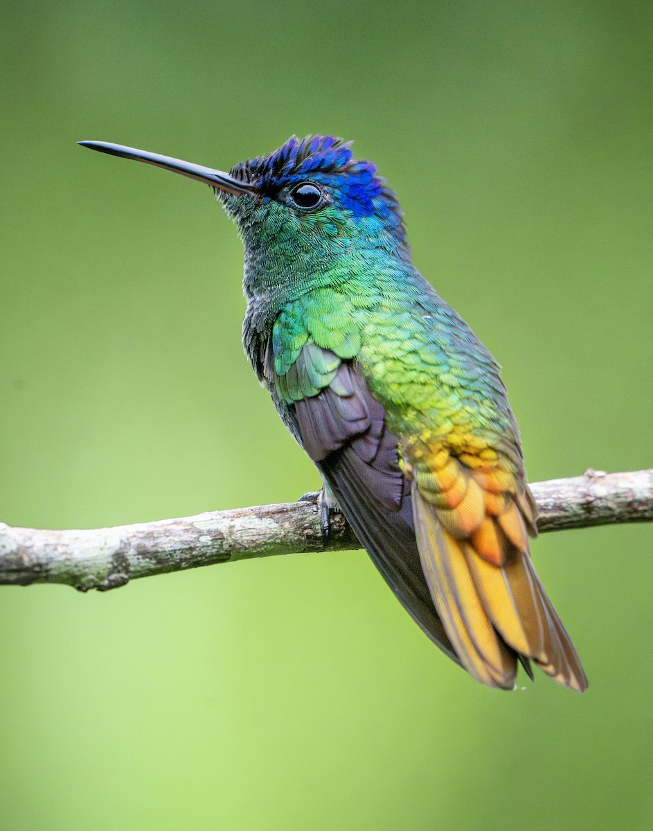 Golden-tailed Sapphire - ML642384585