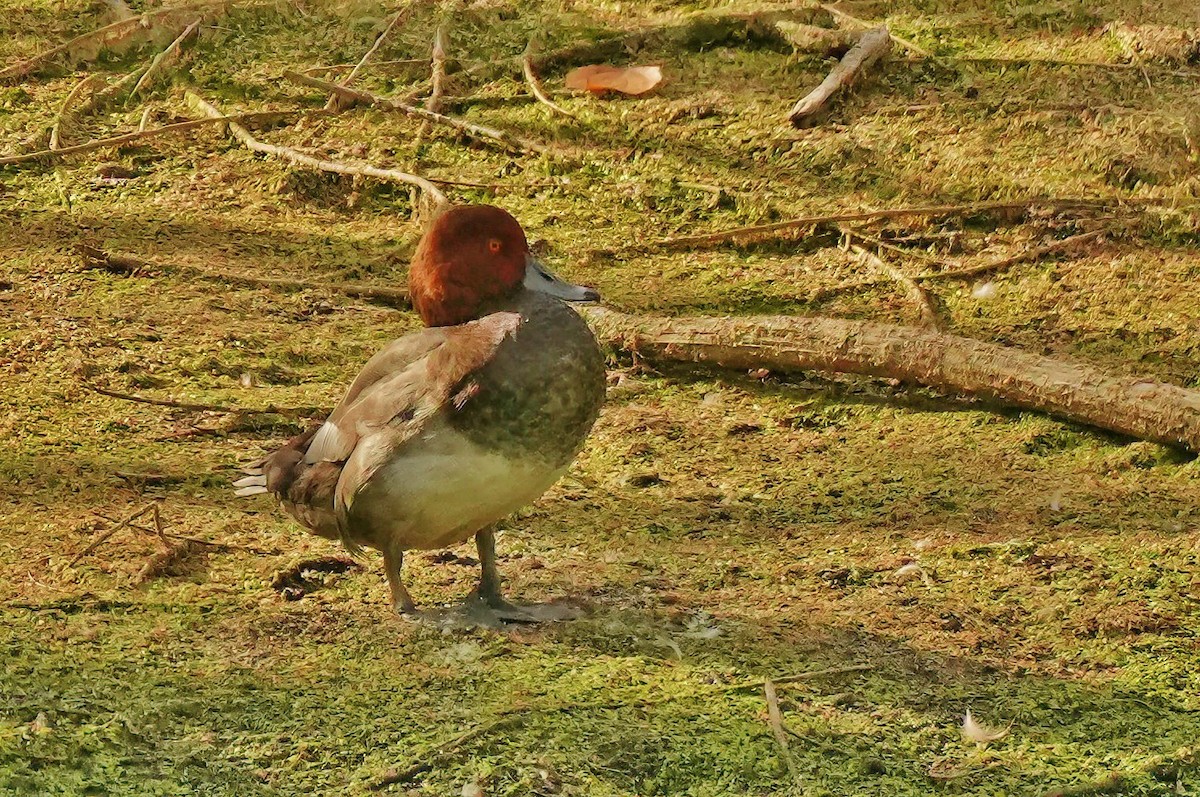 Redhead - ML642384586