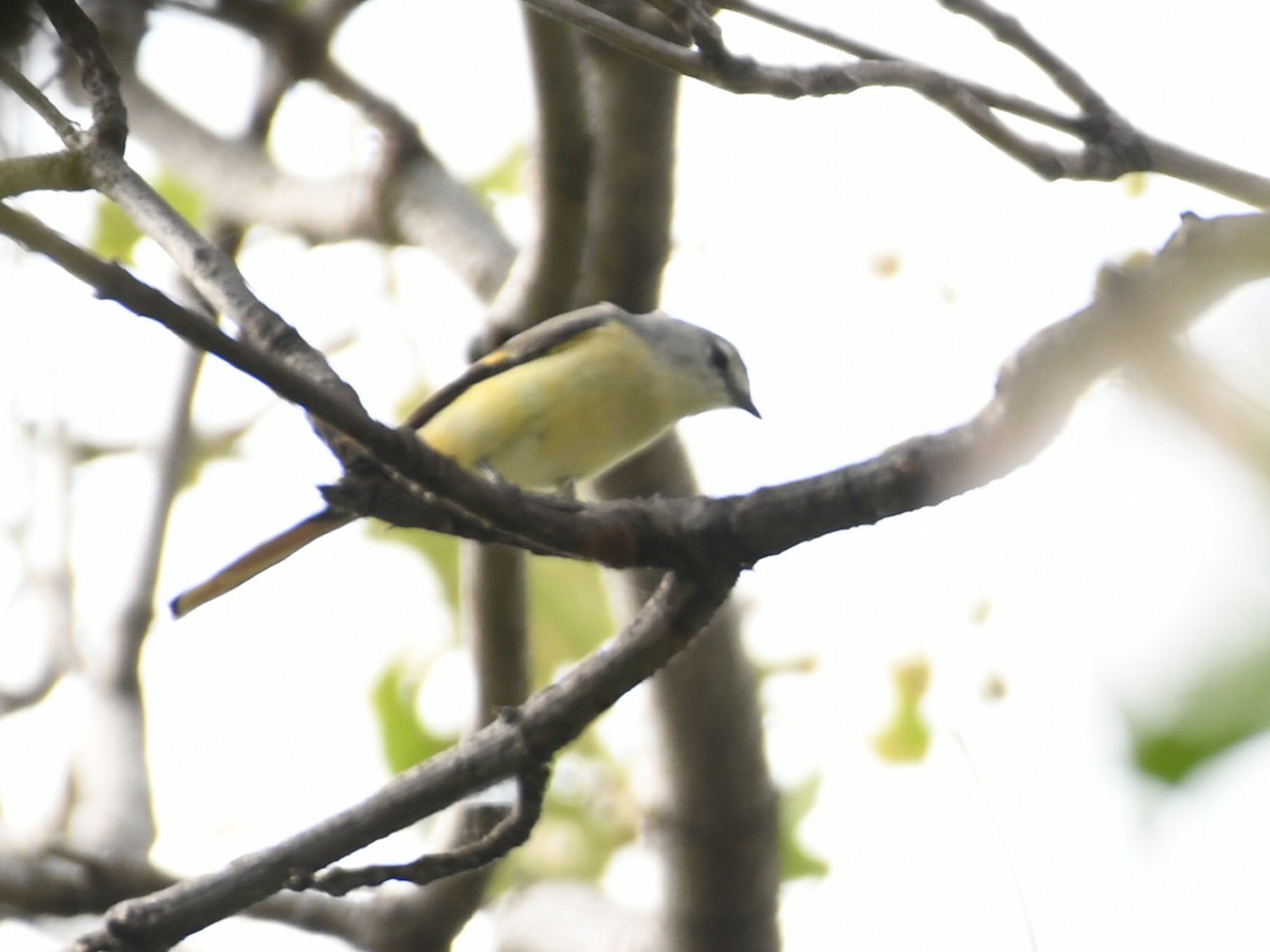 Small Minivet - ML642384587