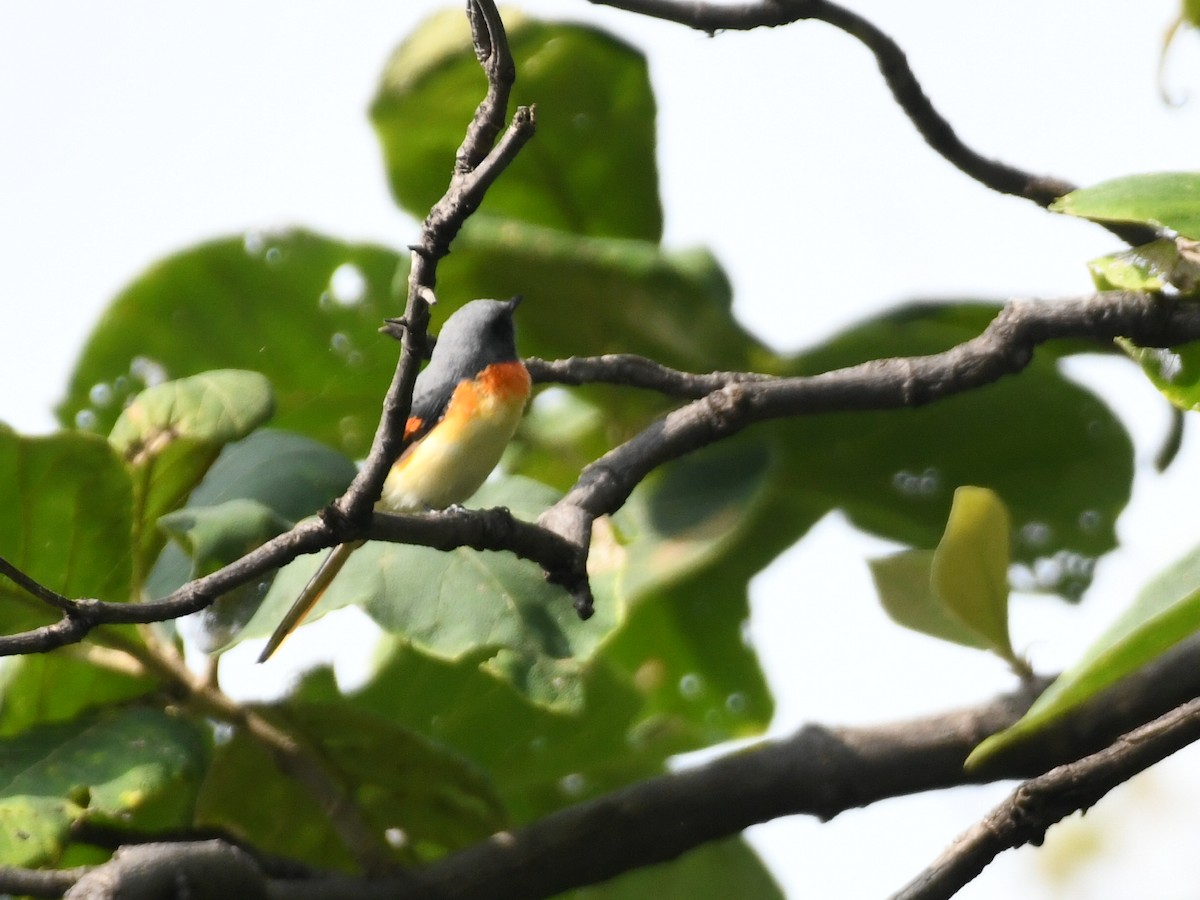 Small Minivet - ML642384588