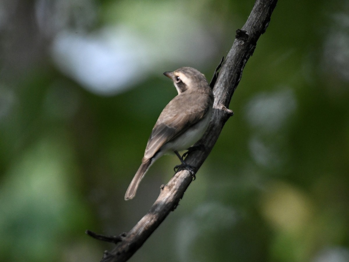 Common Woodshrike - ML642384606