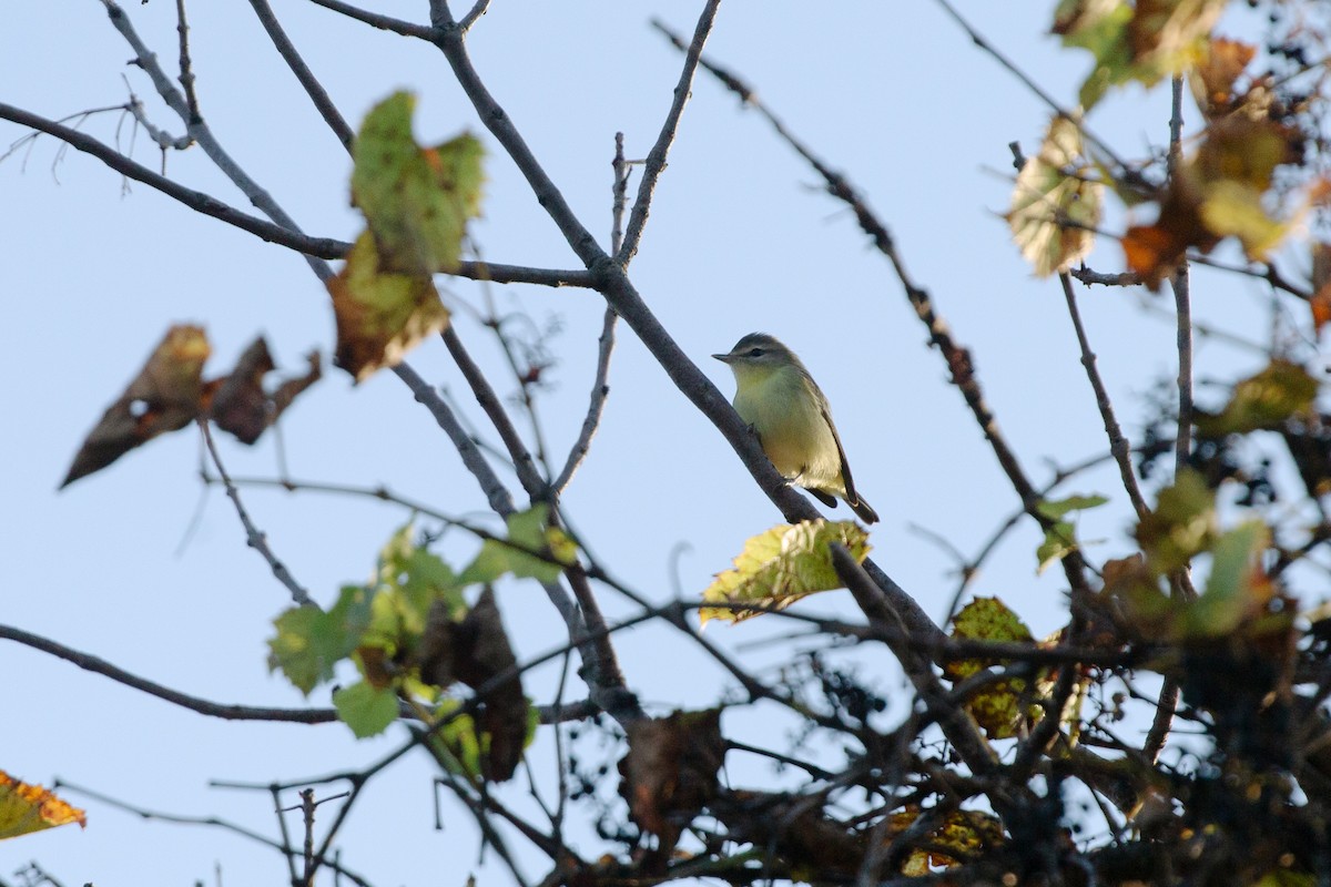 Philadelphia Vireo - ML642384607