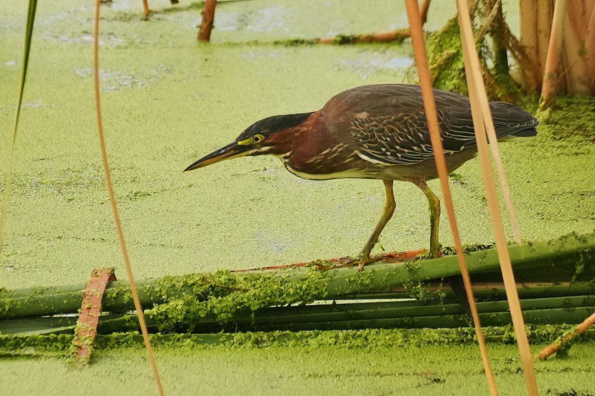 Green Heron - ML642384614