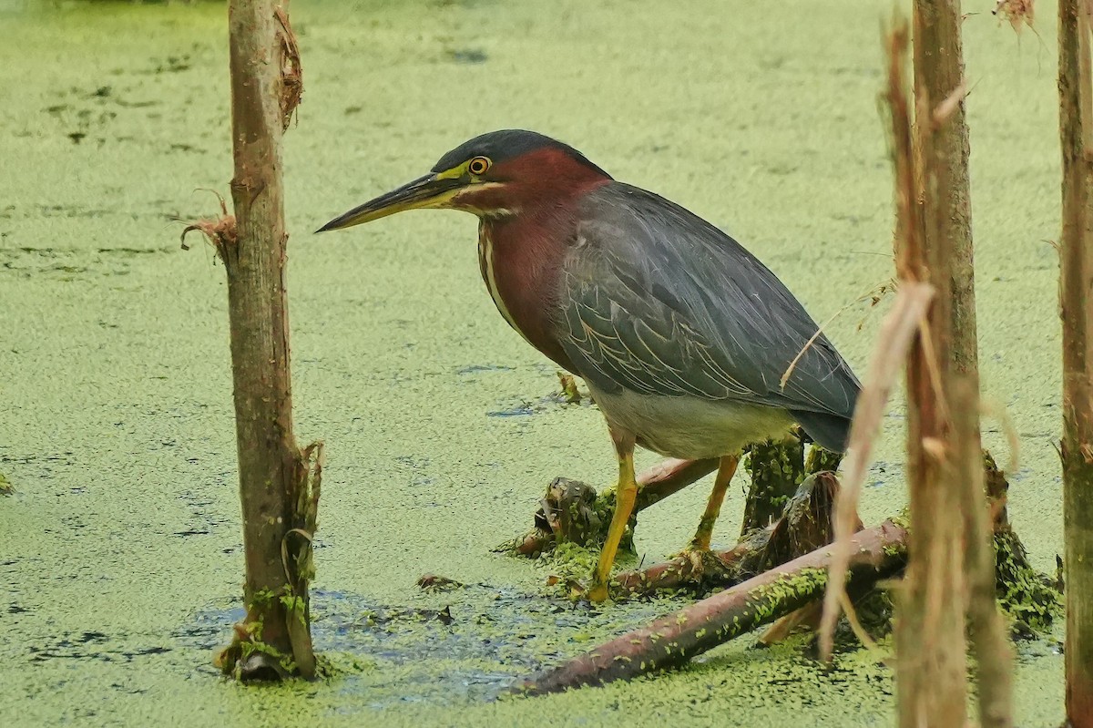 Green Heron - ML642384615