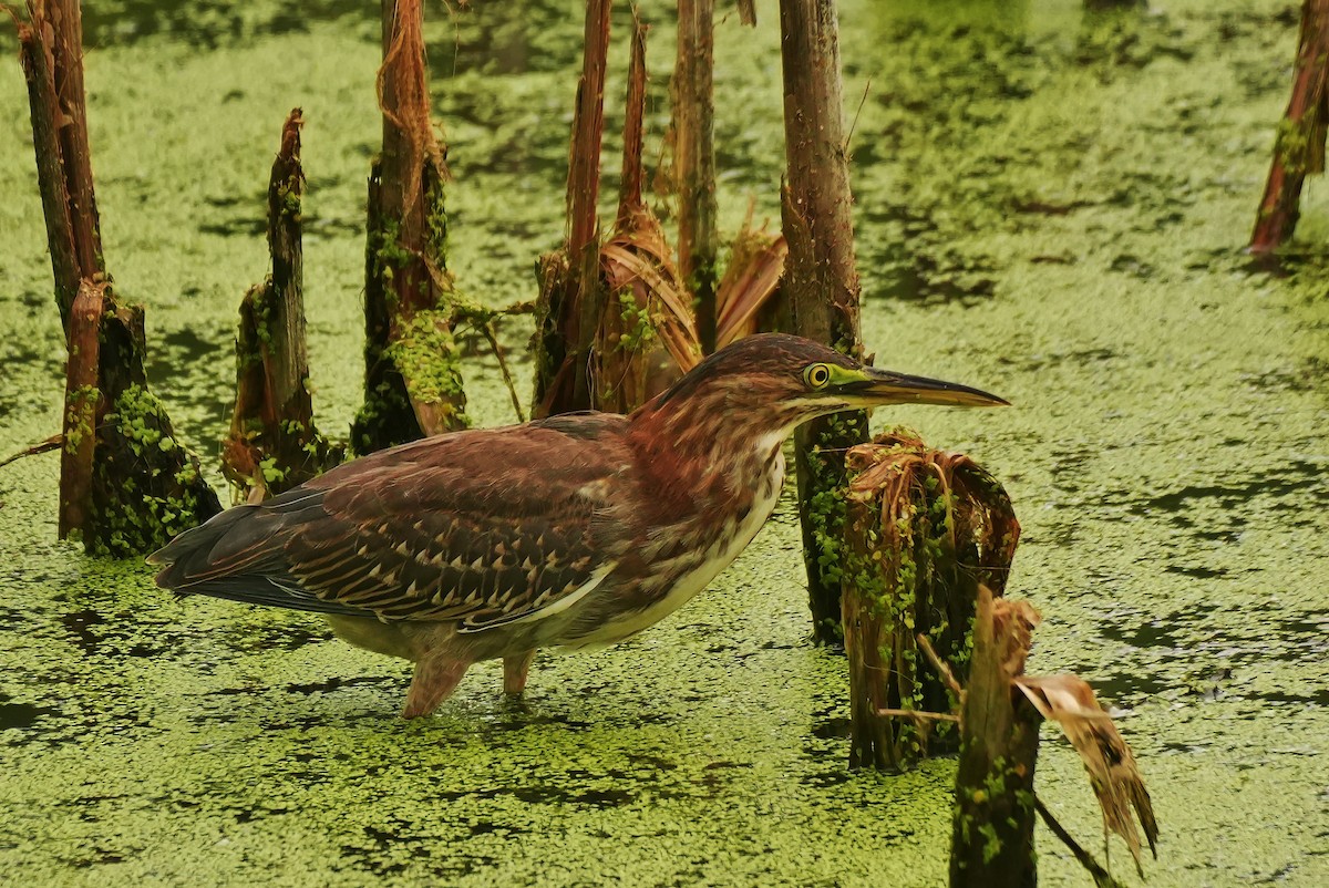Green Heron - ML642384617