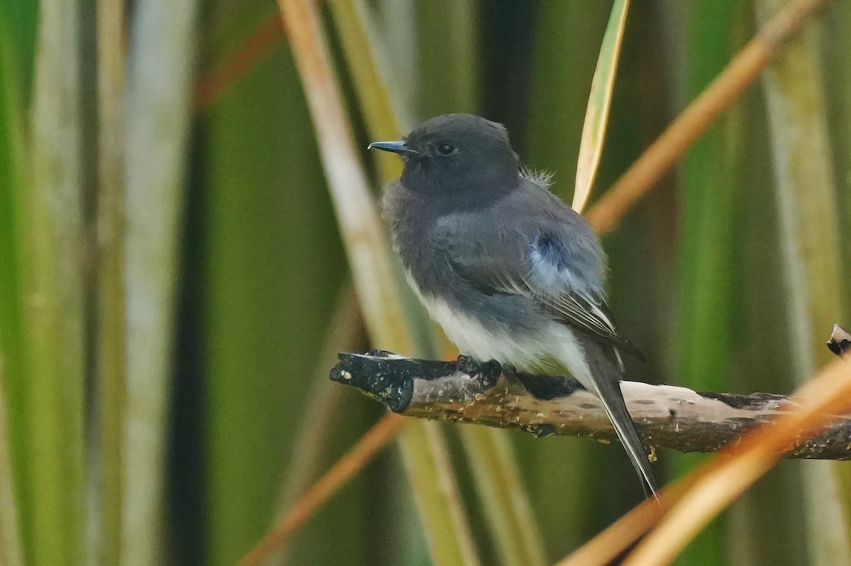 Black Phoebe - ML642384627