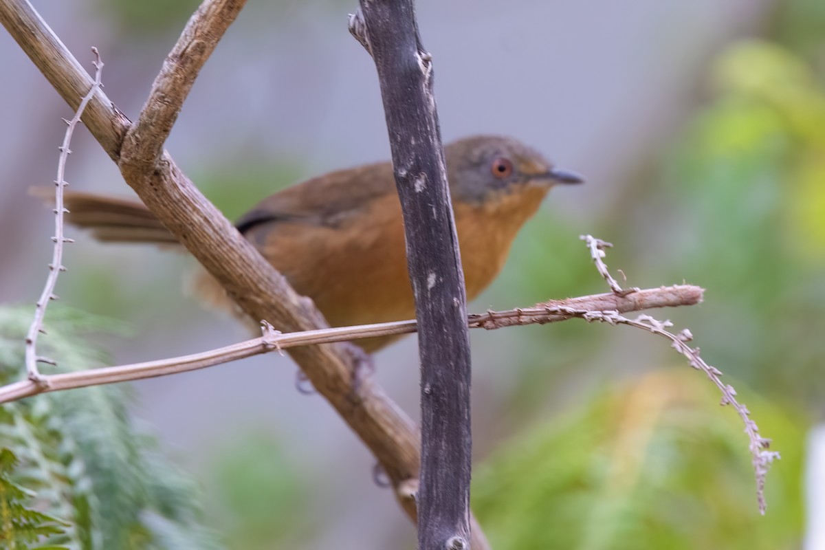 Victorin's Warbler - ML642384629