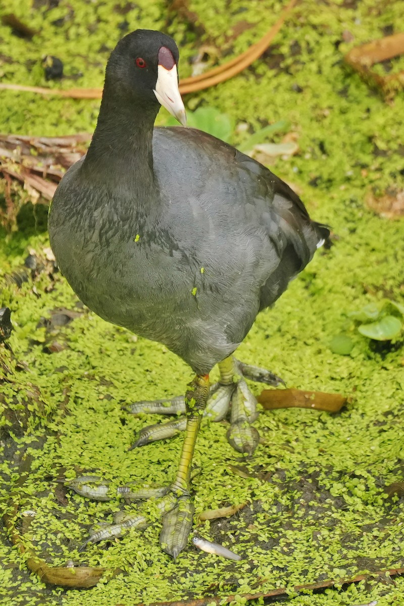 American Coot - ML642384639