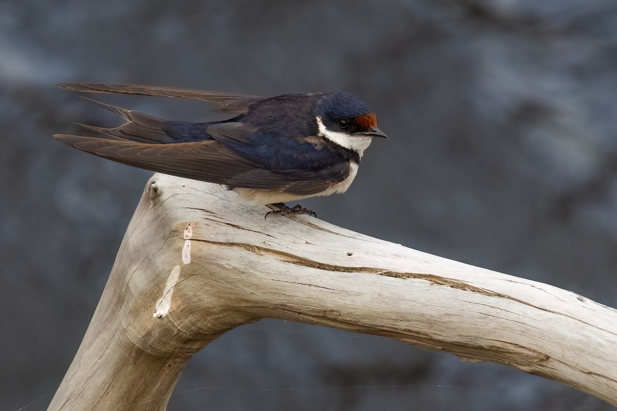 White-throated Swallow - ML642384663