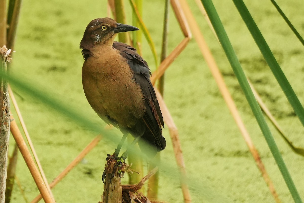 Great-tailed Grackle - ML642384666