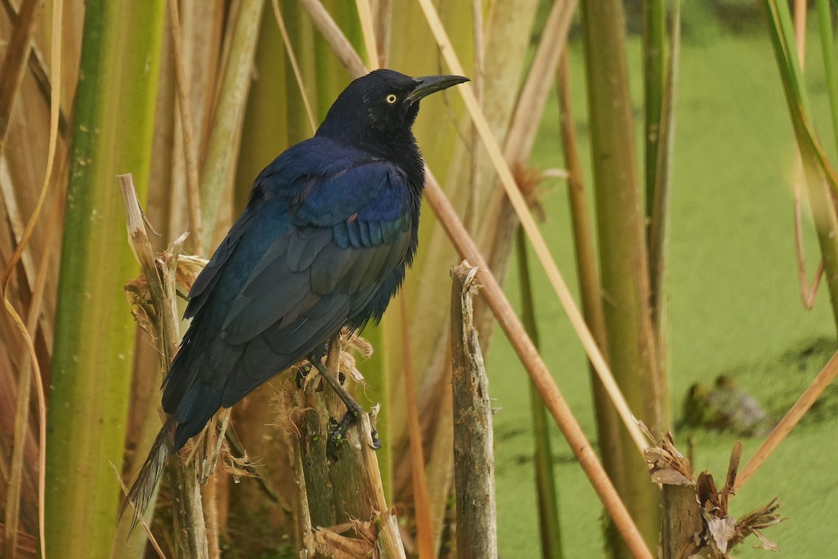 Great-tailed Grackle - ML642384667