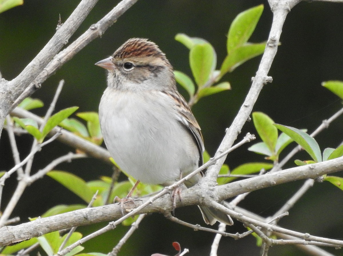 Chipping Sparrow - ML642384673