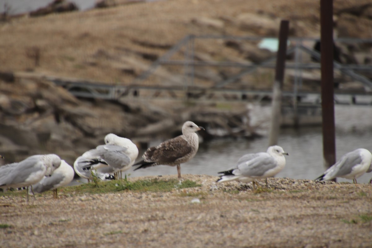 Lesser Black-backed Gull - ML642384678