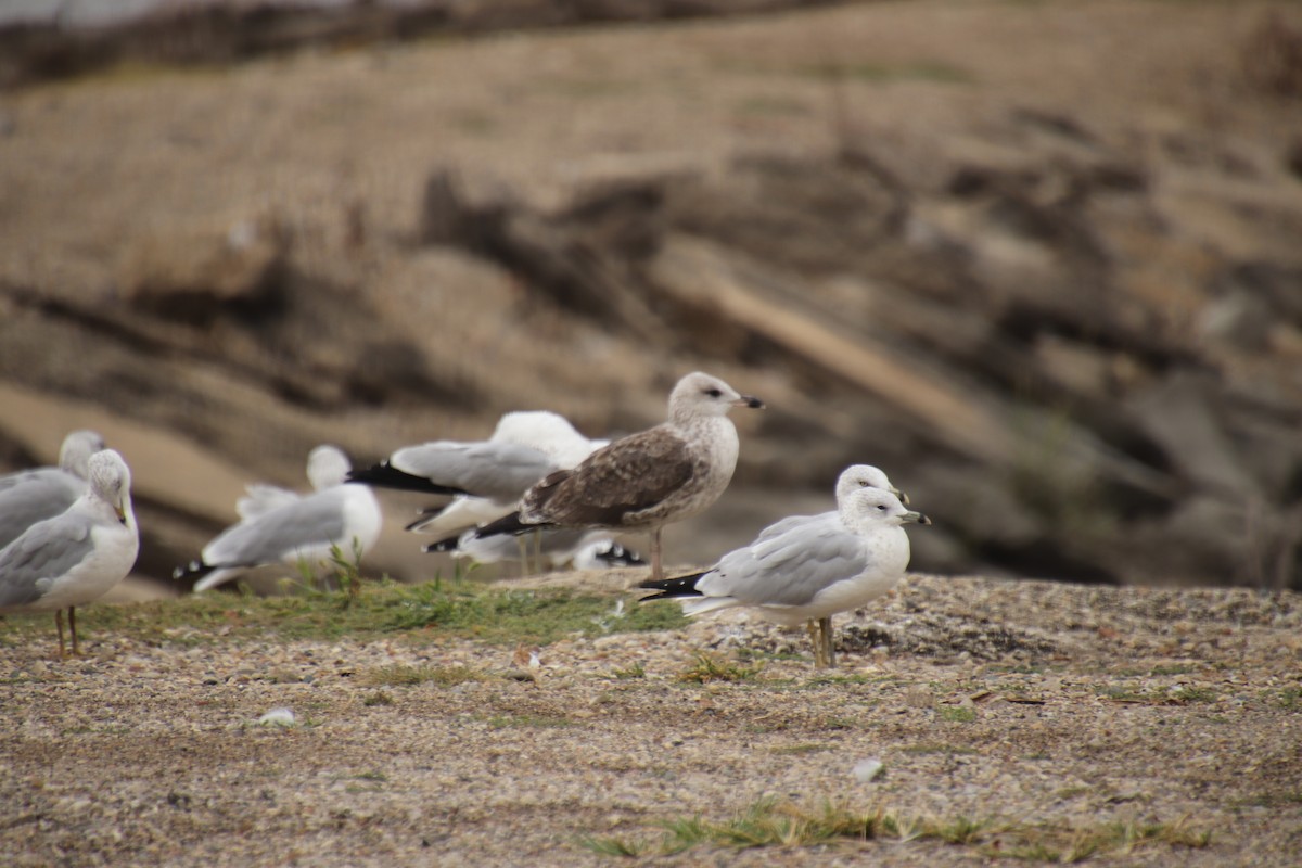 Lesser Black-backed Gull - ML642384679