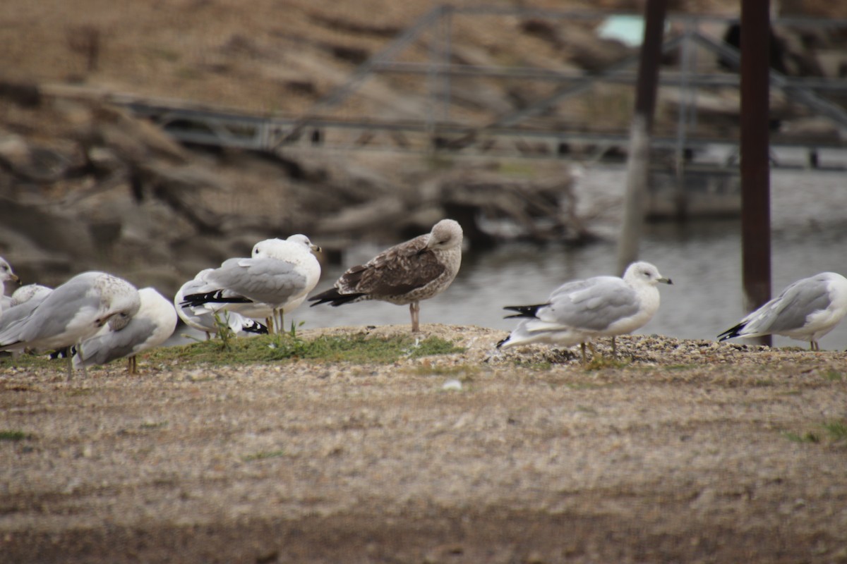 Lesser Black-backed Gull - ML642384680